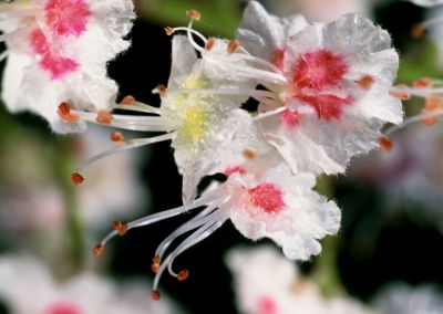 Aesculus hippocastanum (hästkastanj)