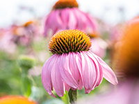 Echinacea