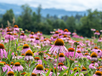 Echinacea fält